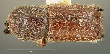 Media type: image;   Entomology 8287 Aspect: habitus dorsal view